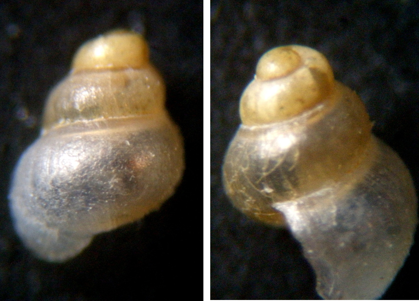 Mi viene il mal di testa .......